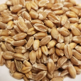 Threshed kernels of heritage landrace wheat Jacoby Borstvete Wheat seeds ready for milling, whole grain enjoyment or planting
