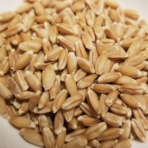 Landrace Pelon Colorado (Oaxacan Strain) Wheat kernels threshed and ready for milling, whole-grain enjoyment or for planting