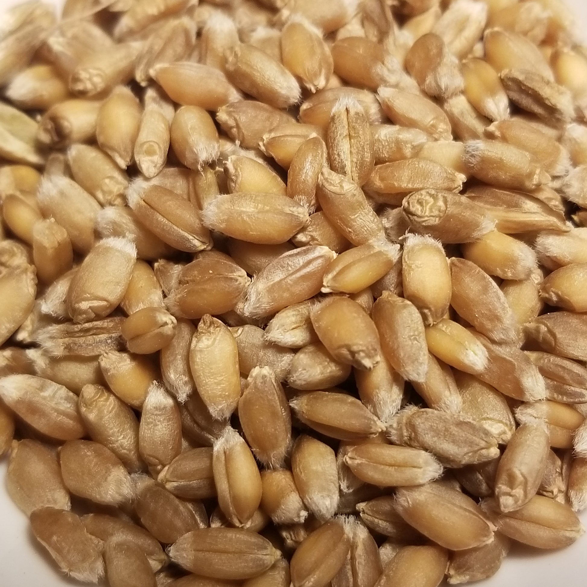 Tsiteli Doli Wheat kernels