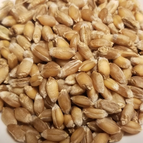 Tsiteli Doli Wheat kernels