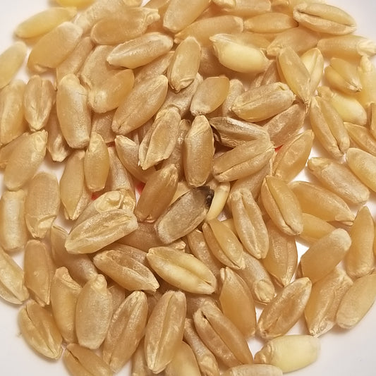 Threshed free from their hulls, Arnautka Durum's hard white kernels are plump