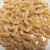 Threshed free from their hulls, hard white Bjela Turka Durum kernels ready for milling or planting