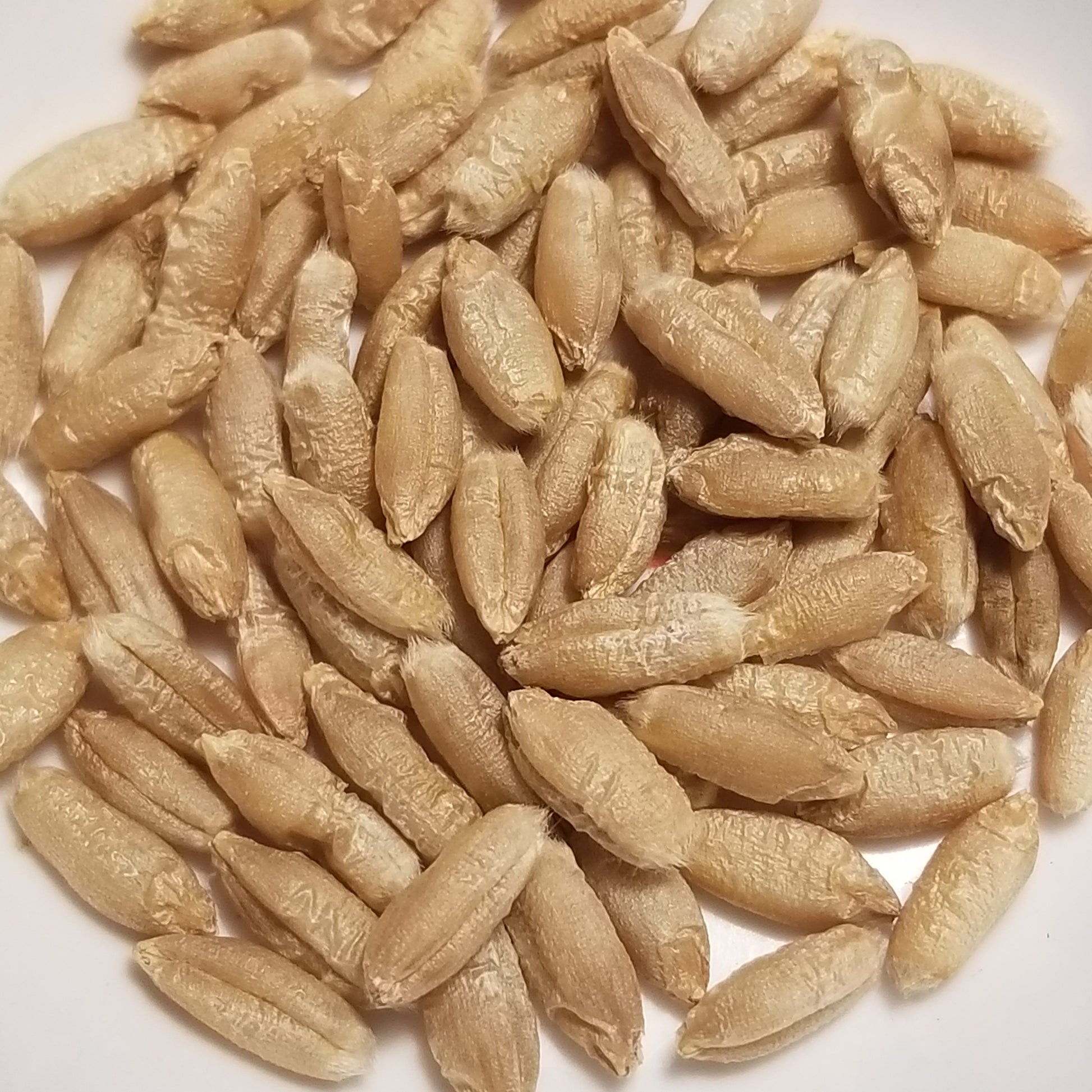 Threshed Blizzard Triticale seeds ready for milling or planting