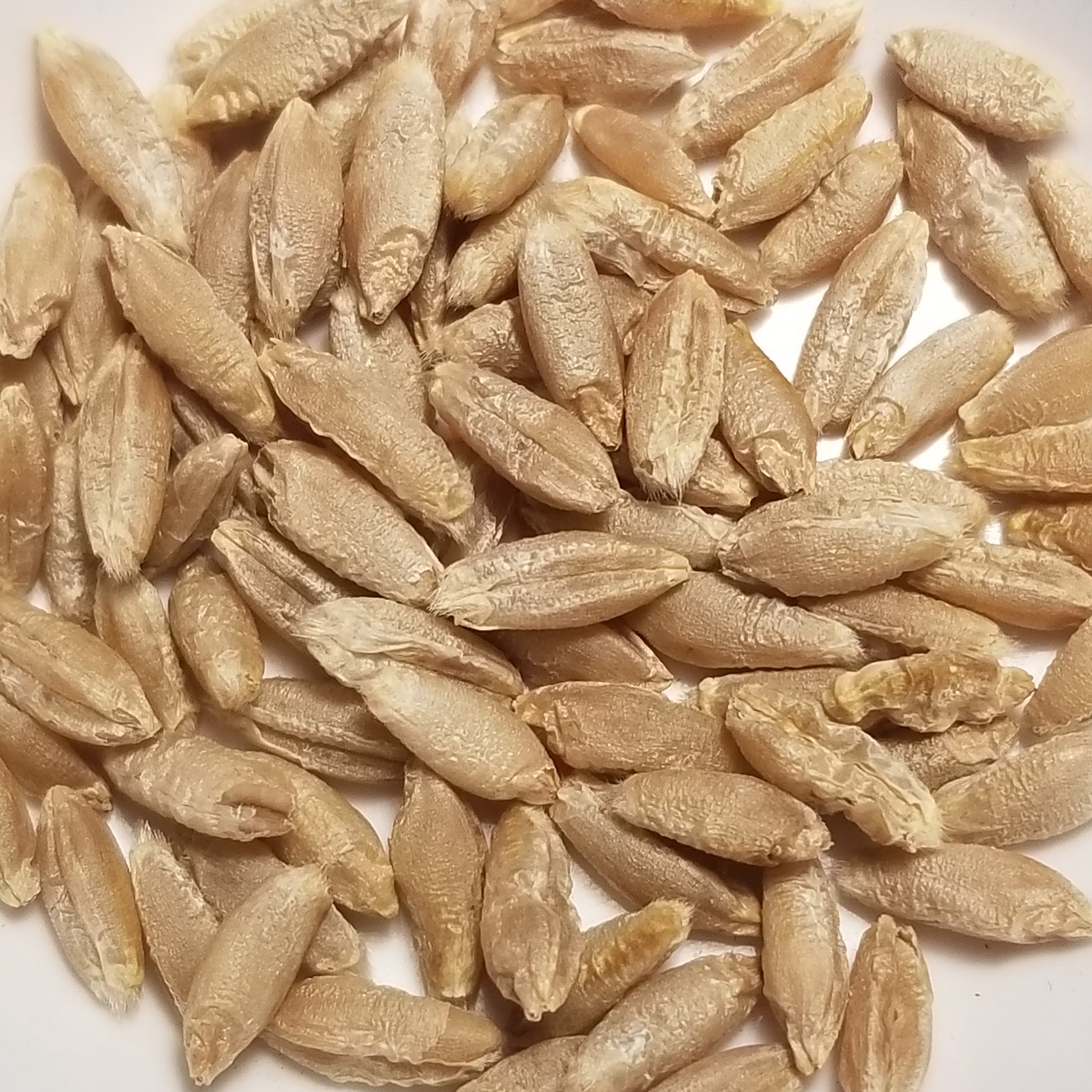 Long, slender yet plump Bokolo Triticale kernels threshed and ready for milling or planting