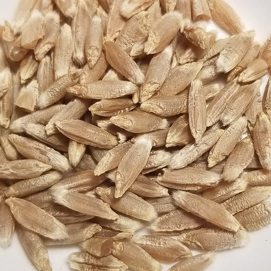 Kazanskij 4 Triticale kernels threshed and ready for milling, whole grain enjoyment or planting