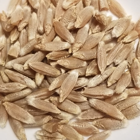 Kazanskij 4 Triticale kernels threshed and ready for milling, whole grain enjoyment or planting