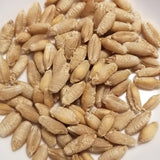 Threshed Lasko triticale kernels ready for planting, milling, or enjoy as a whole grain