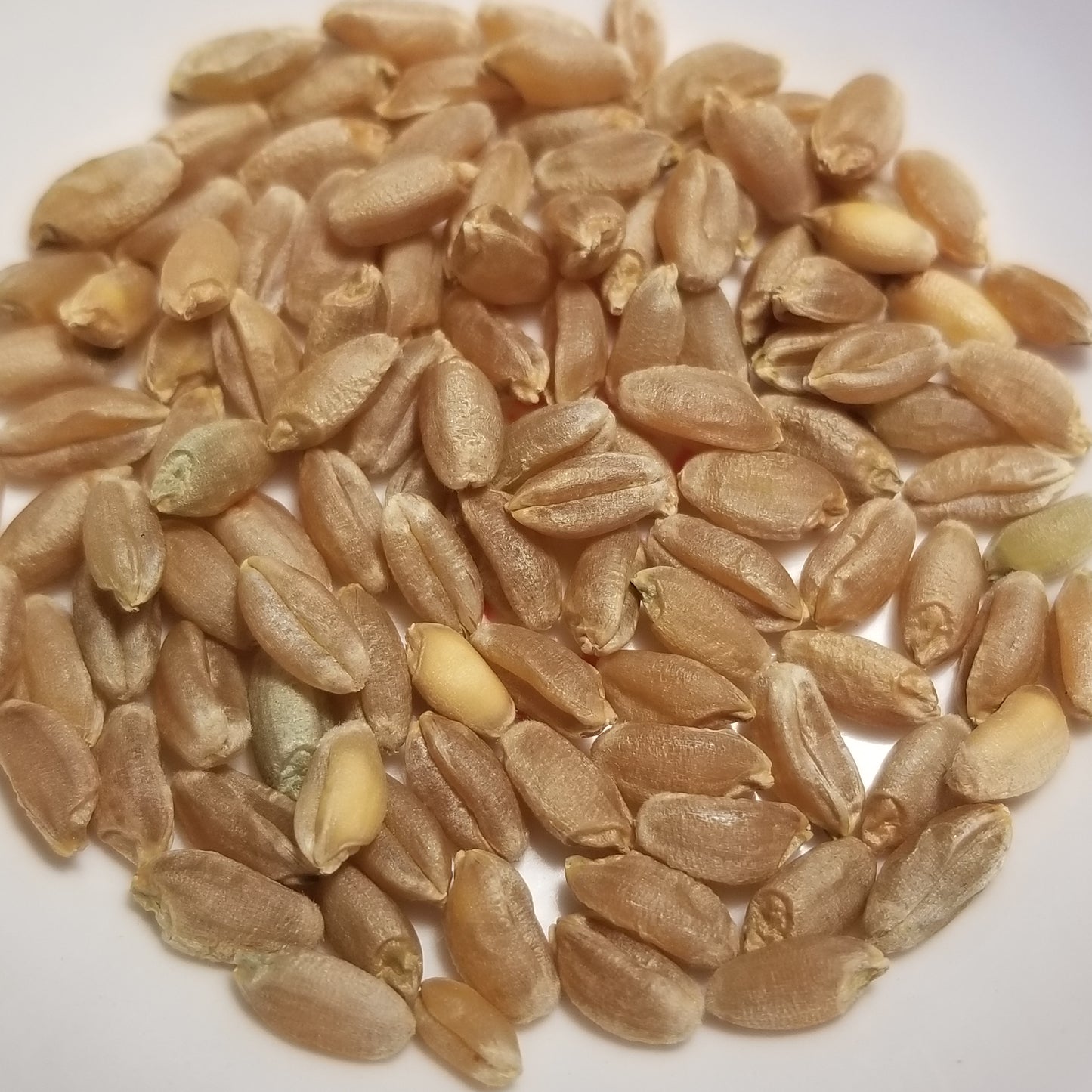 Mettes Rauhwizen Durum Wheat kernels threshed and ready for milling to make macaroni!