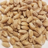 Threshed kernels of Salzmunder Bartweizen Triticale ready for milling, whole-grain enjoyment, or planting