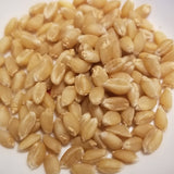 Sandomierka Wheat seeds