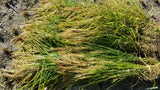 Duborskian Upland Rice cut, bundled and ready for hanging