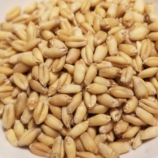 Plump berries of soft white winter wheat cultivar 'Frederick' threshed and ready for milling, enjoyment as a whole grain, or for planting