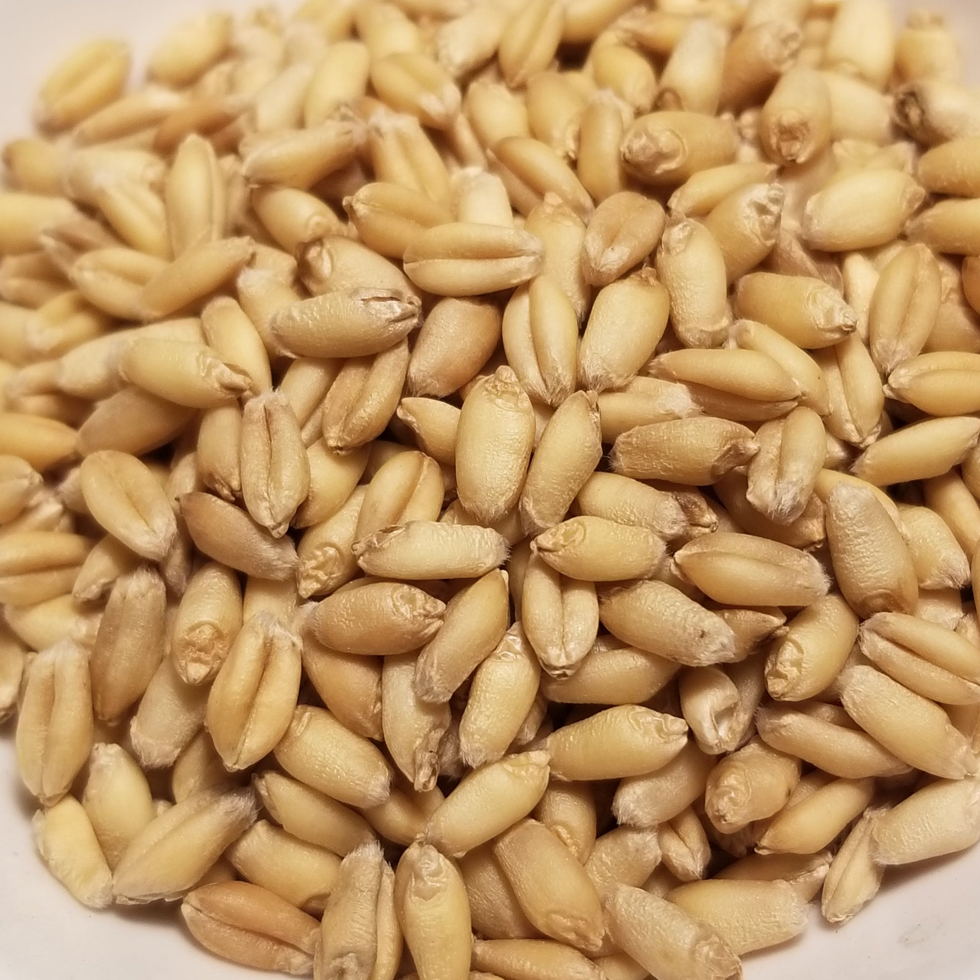 Plump berries of soft white winter wheat cultivar 'Frederick' threshed and ready for milling, enjoyment as a whole grain, or for planting