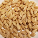 Soft white winter Goldcoin Wheat berries threshed and ready for planting, milling, or whole-grain enjoyment