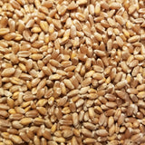 A closer look - Banatka Winter Wheat kernels threshed and ready for planting or milling