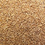 An abundance of Banatka Winter Wheat seeds kernels threshed and ready for planting or milling