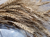 WA 5841 Wheat bundle