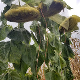 we protect our best sunflower heads with tulle mesh