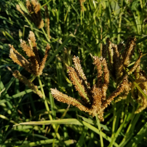Dragon's Claw Millet with well formed seed heads