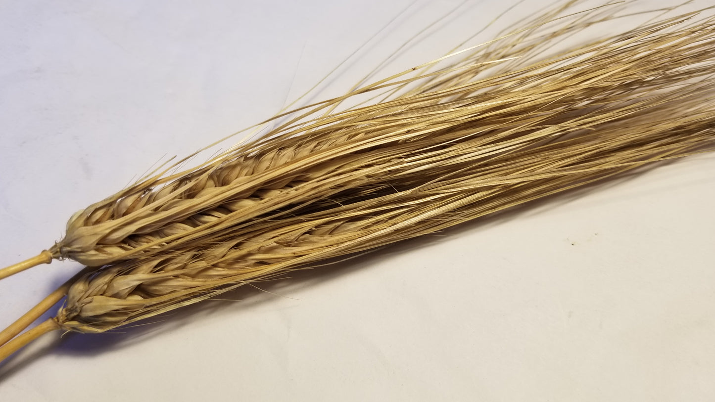 Dango Mugi Barley heads