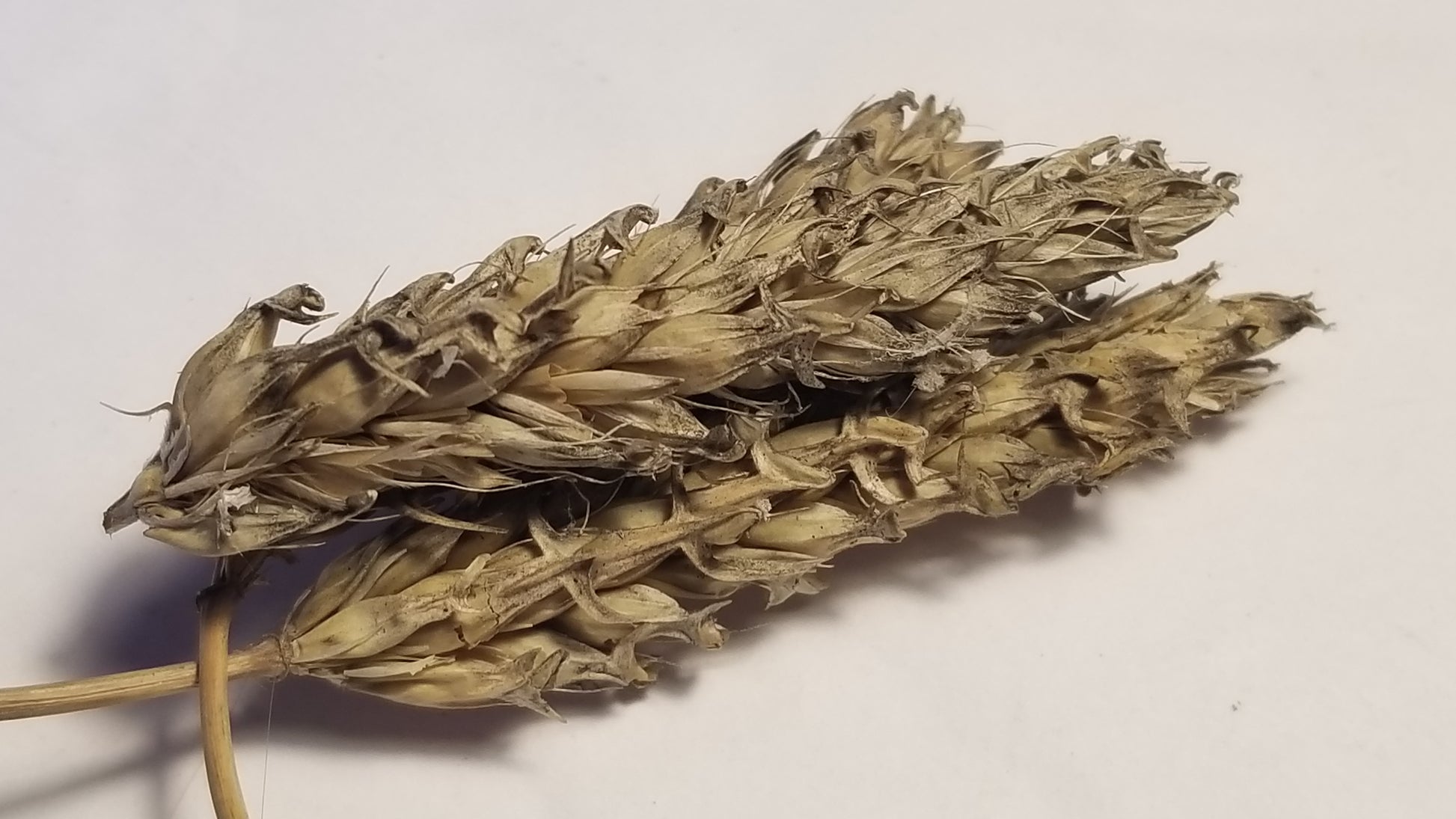 Faust Barley heads