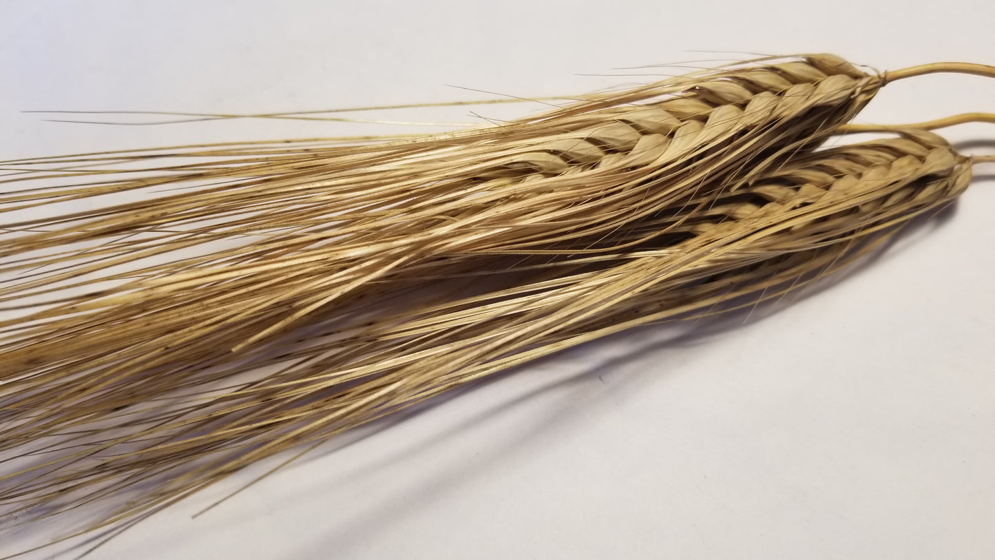 Wase Shu Barley heads