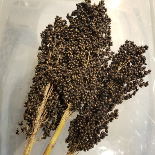 Idaho Amber Sorghum (head)