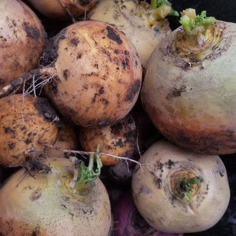 Goldana Turnip  being dug in the Fall for Winter storage