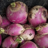 Purple Top Turnip being dug in the Fall for Winter storage
