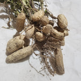 Close up of the root nodules of Composite Mix Peanut plants grown in Michigan