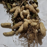 Pods and roots of Madison Farmers' Market Peanut grown in Michigan (northern midwest)