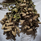 Tennessee Red Valencia Peanut several plants with dried pods