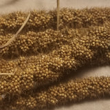 Dry Farmed Foxtail Millet detailed view of the seed structure