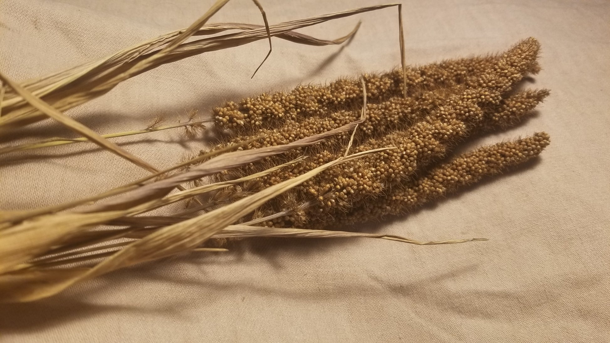 millet plant seeds Dry Farmed Foxtail Millet – Great Lakes Staple Seeds