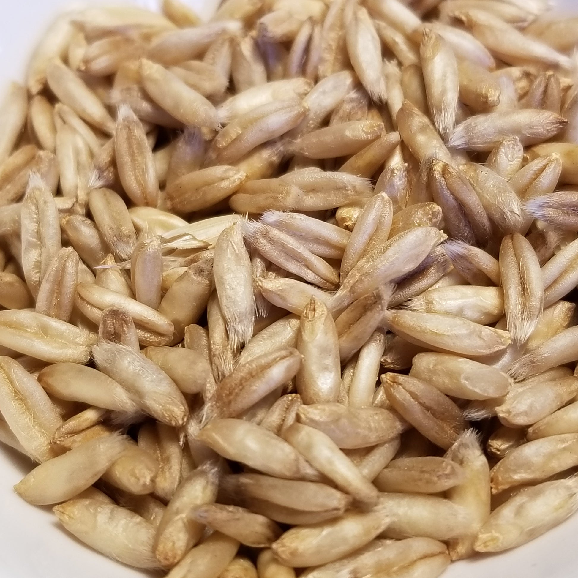 Hull-less Oats
