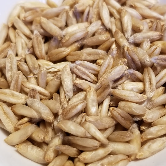 Hull-less Oats
