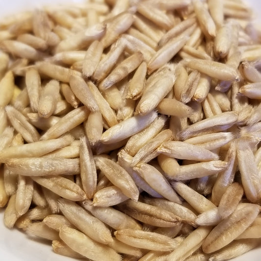 Terra Hull-less Oats (seeds)
