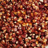 New York Red Flint Corn (large number of seeds)