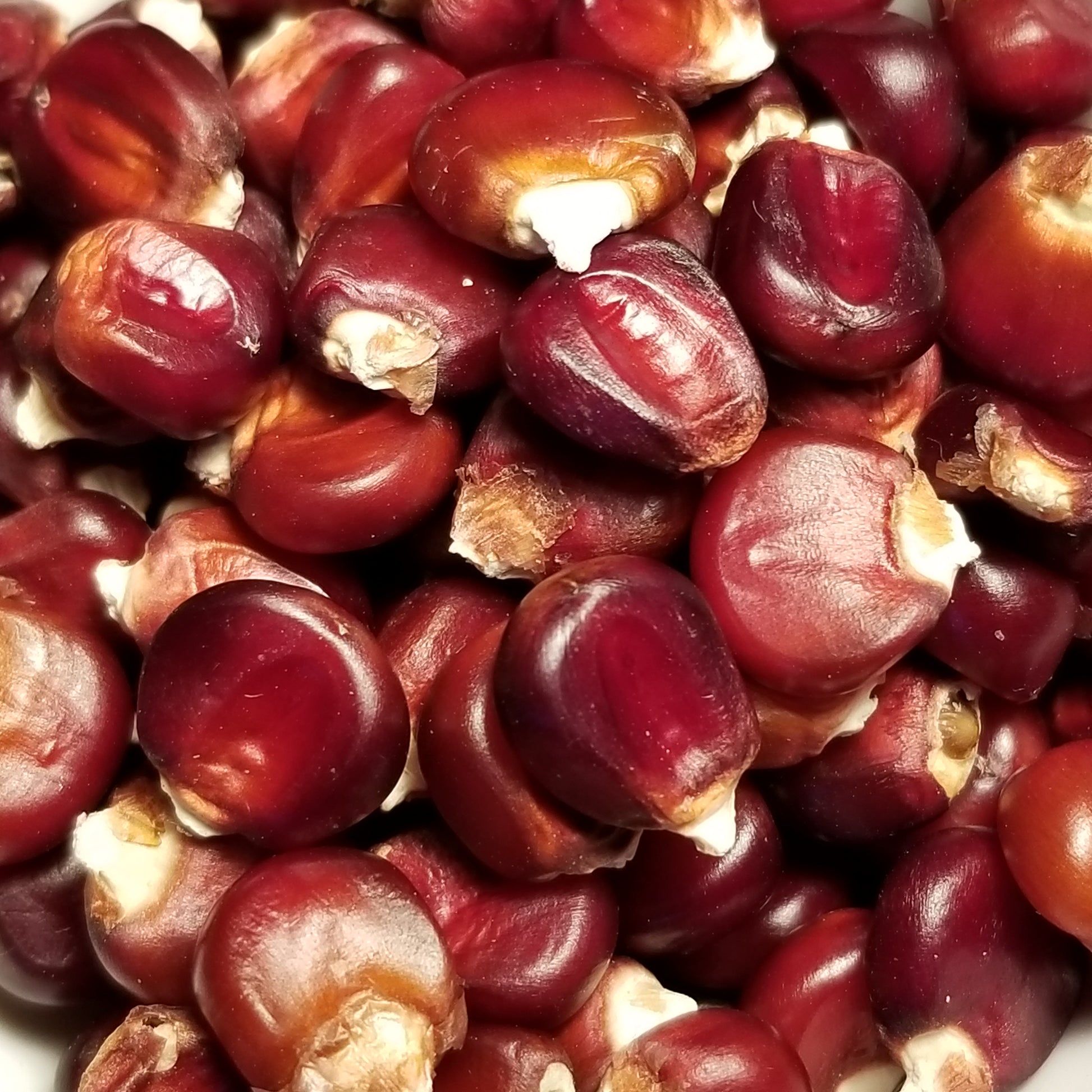 New York Red Flint Corn (seeds)