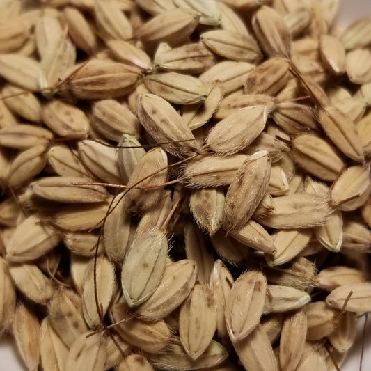 Thai Upland Rice seeds