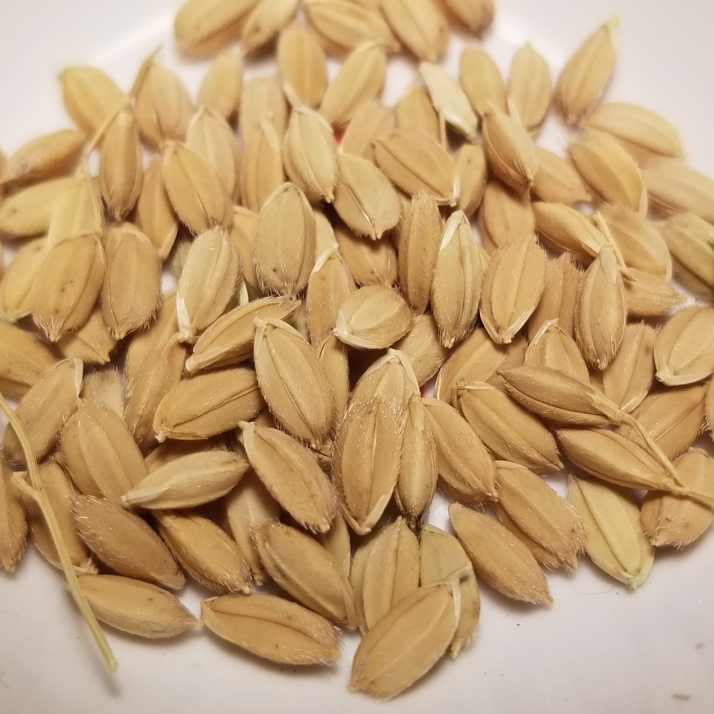 Yukihikari Lowland Rice seeds