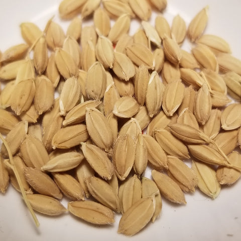 Yukihikari Lowland Rice seeds