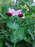 An up-close view of the gorgeous two-toned mauve and dusty rose blossoms of climbing pea variety Irish Prean