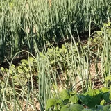 Young Quinoa ready for thinning (and eating) - middle row between the alliums