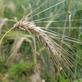 A spike of Bai Chin Ke Barley with its long awns - field view