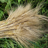 Pike Barley