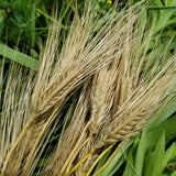 Pike Barley has protective awns
