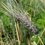 An awned spike of Black 6-rowed Russian Barley near maturity- field view