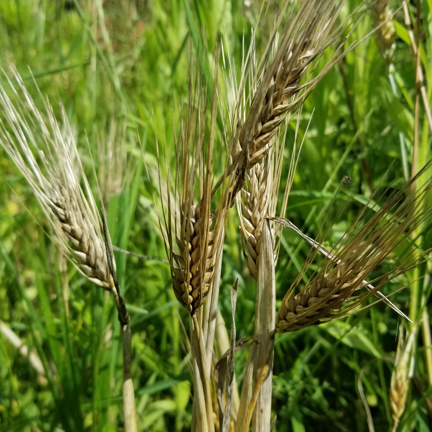 In the field, ready to harvest - several Callao Barley spikes with their awned semi-compact spikes holding plump hulled kernels