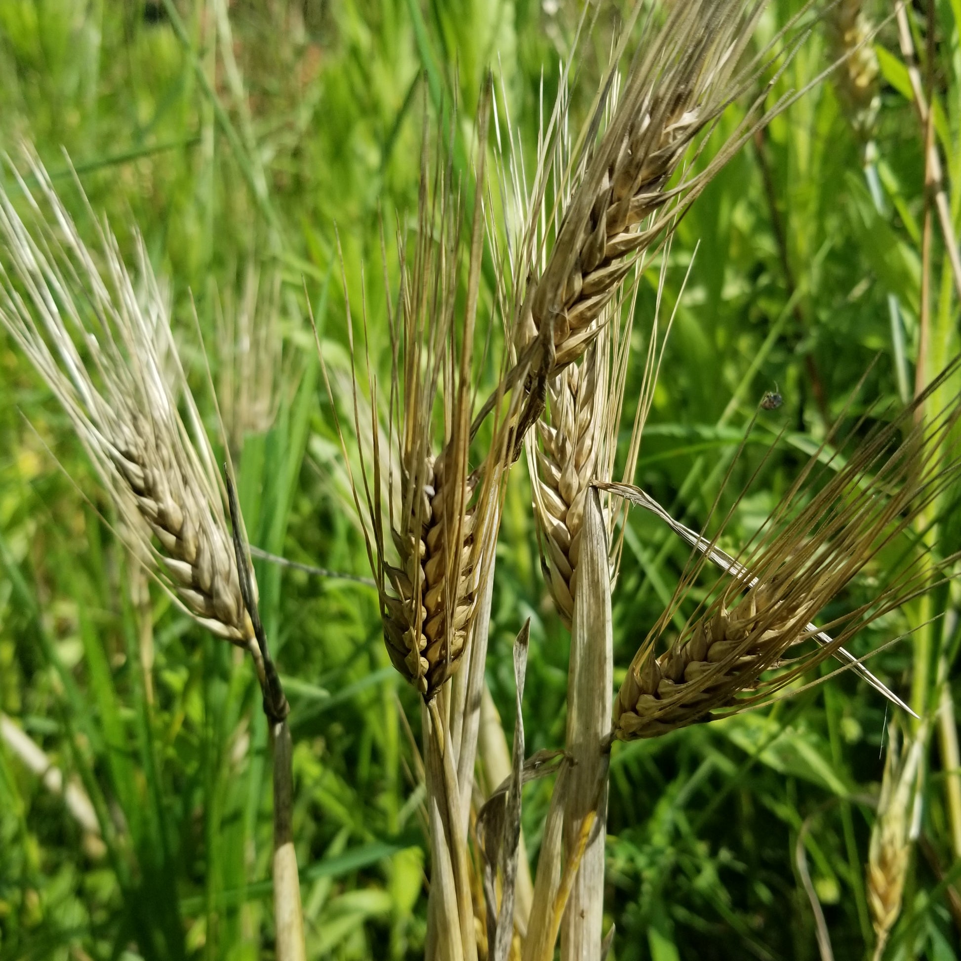 In the field, ready to harvest - several Callao Barley spikes with their awned semi-compact spikes holding plump hulled kernels